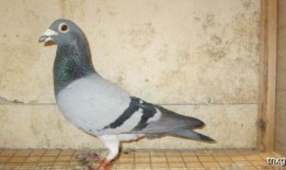 娱乐吃瓜君鸽子