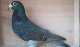 娱乐吃瓜君鸽子