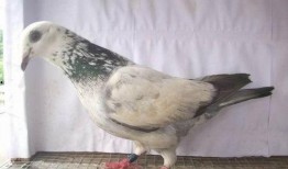 娱乐吃瓜君鸽子